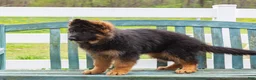 German Shepherd dogs for sale: Glory - Ad 3