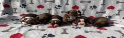 Boxer dogs for sale: Boxer Puppy 5 - Ad 5