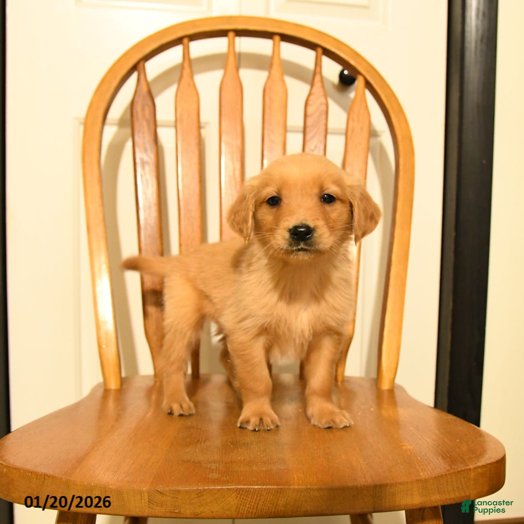 Golden Retriever dogs for sale: Bambi - Ad 2
