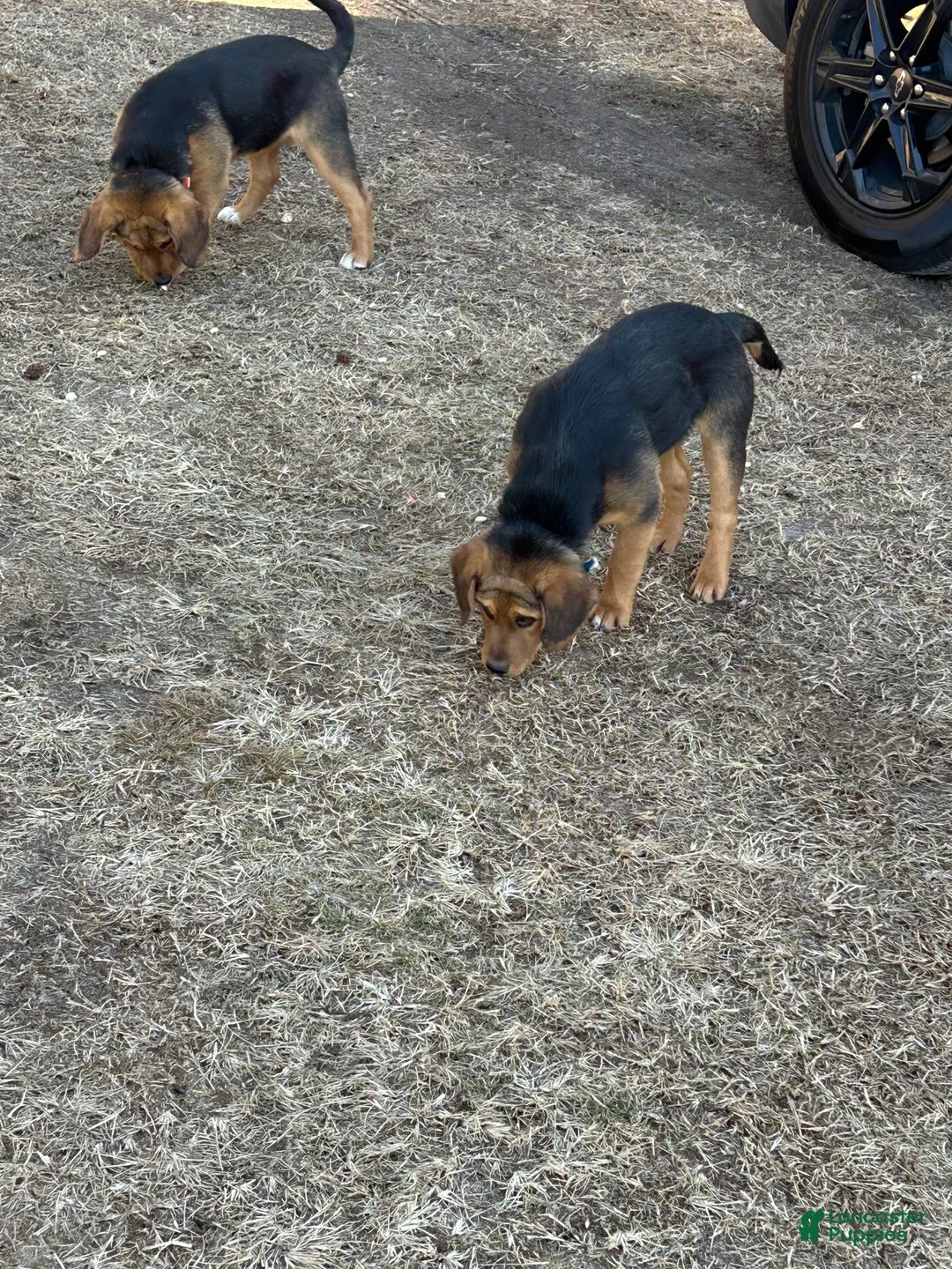 Mixed Breed dogs for sale: Mixed Breed Puppy 1 - Ad 1