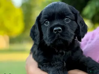 Cocker Spaniel dogs Mercury - Ad 8