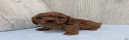Cavapoo dogs for sale: Aero - Ad 4