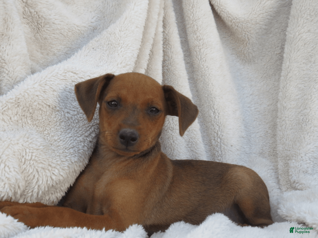 Gallery Image {{count}}