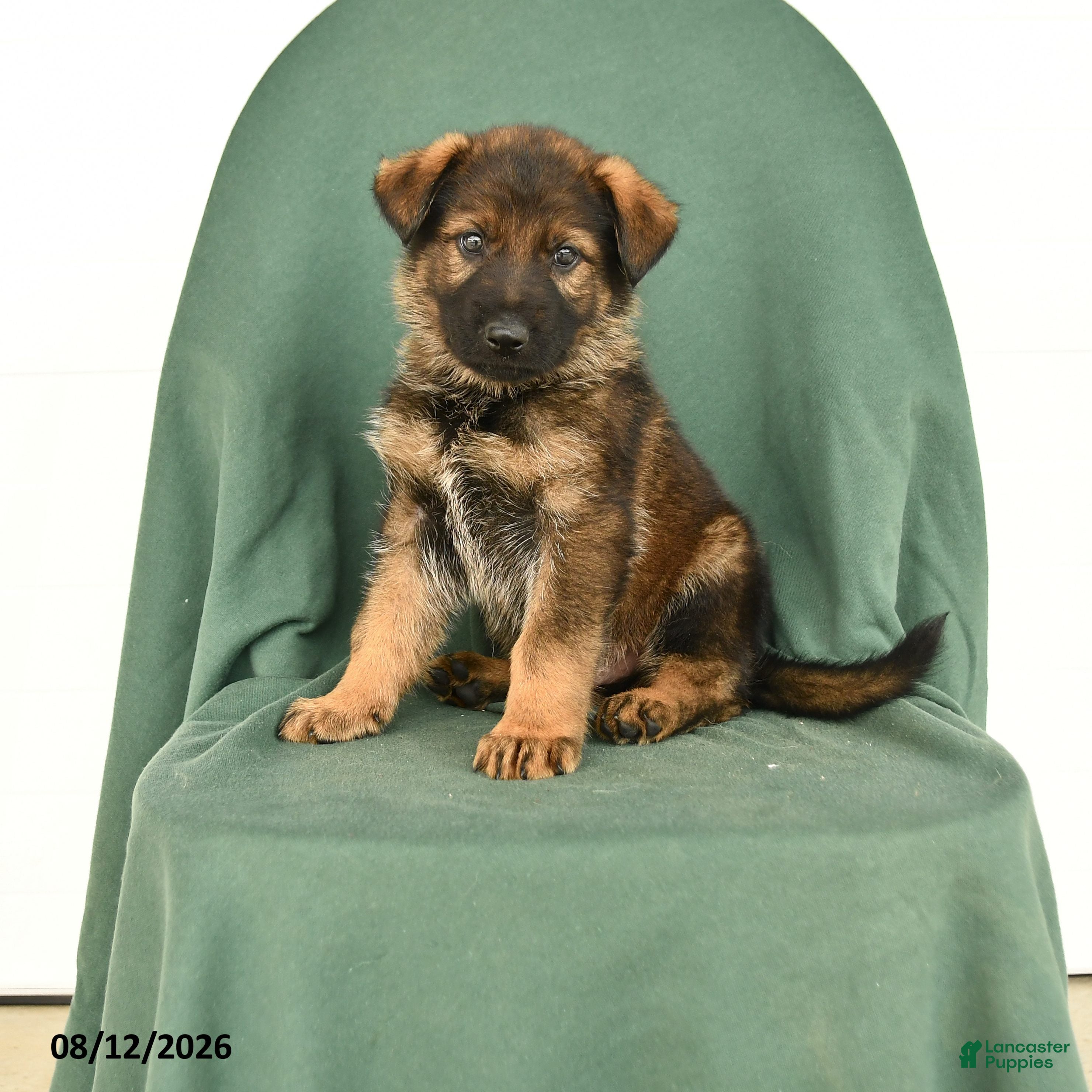 German Shepherd dogs Griffin - Ad 1
