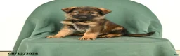 German Shepherd dogs for sale: Griffin - Ad 1
