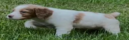 Brittany Spaniel dogs for sale: Hawkete Holly Girl 1 - Ad 4