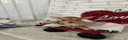 Chihuahua dogs for sale: Trixie - Ad 3
