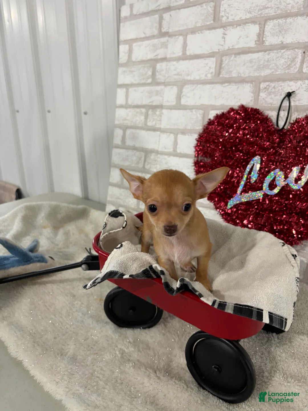 Chihuahua dogs for sale: Trixie - Ad 3