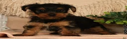 Yorkshire Terrier dogs for sale: Wags - Ad 6
