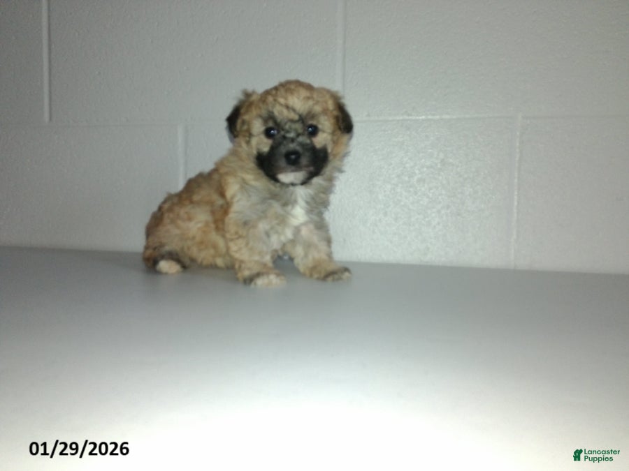 Yorkiepoo dogs Cara  - Ad 1