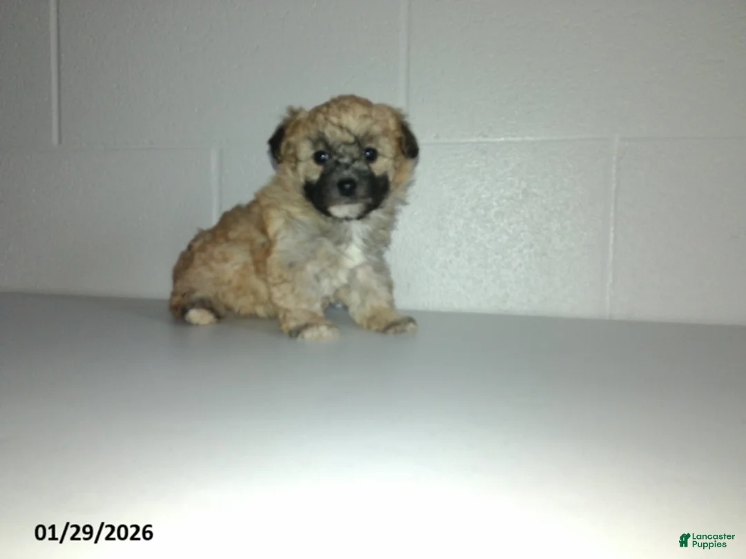 Yorkiepoo dogs for sale: Cara  - Ad 1