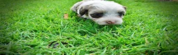 Havapoo dogs for sale: Sadie - Ad 10