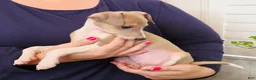 Italian Greyhound dogs for sale: Shiloh - Ad 15