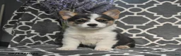 Welsh Corgi Pembroke dogs for sale: Chip - Ad 3