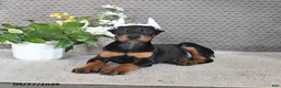 Doberman Pinscher dogs for sale: Sadie - Ad 4