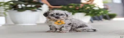 Havapoo dogs for sale: Buddy - Ad 4