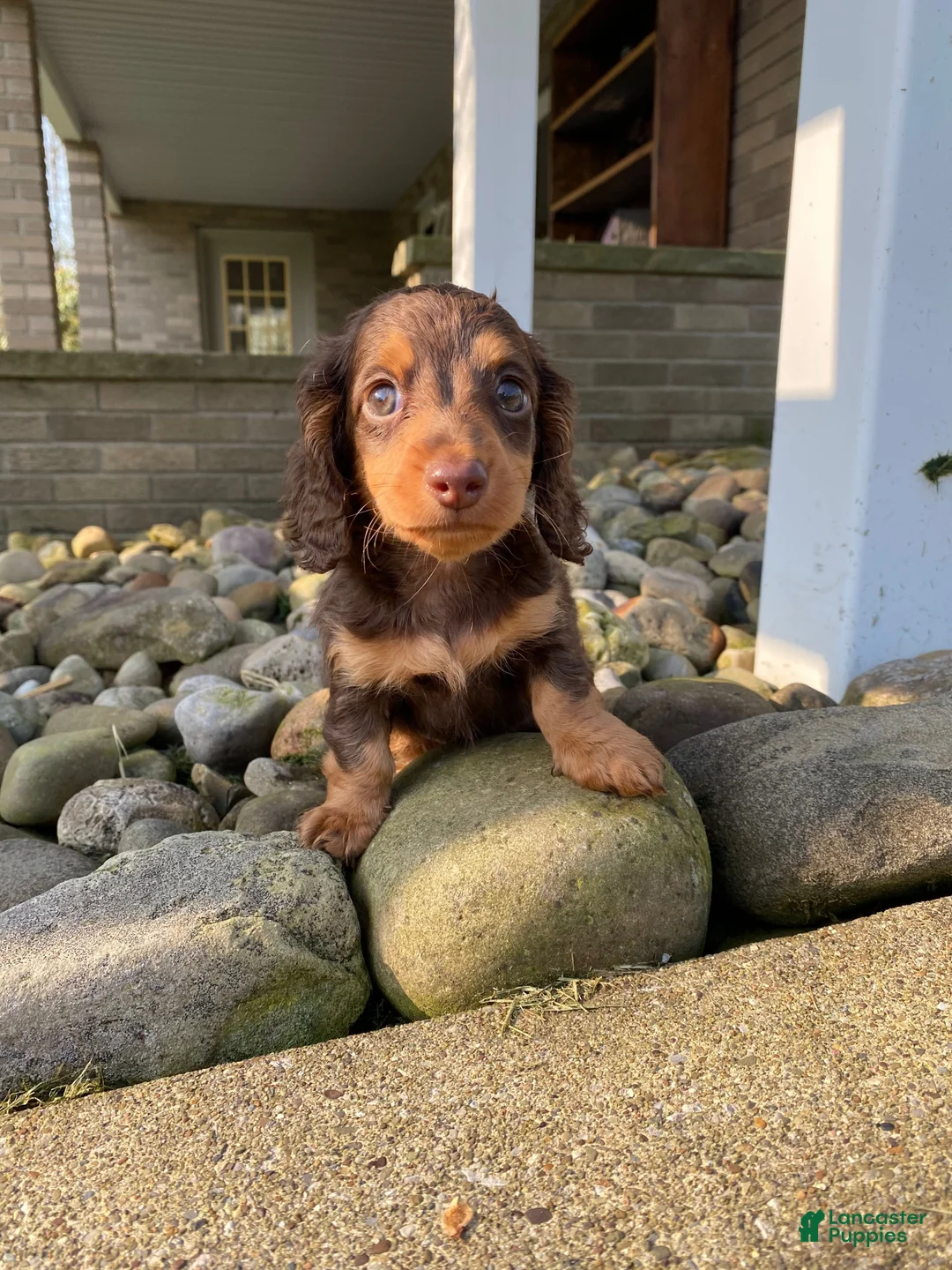 Miniature Dachshund dogs for sale: Max - Ad 1
