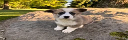 Welsh Corgi Pembroke dogs for sale: Teddy - Ad 2