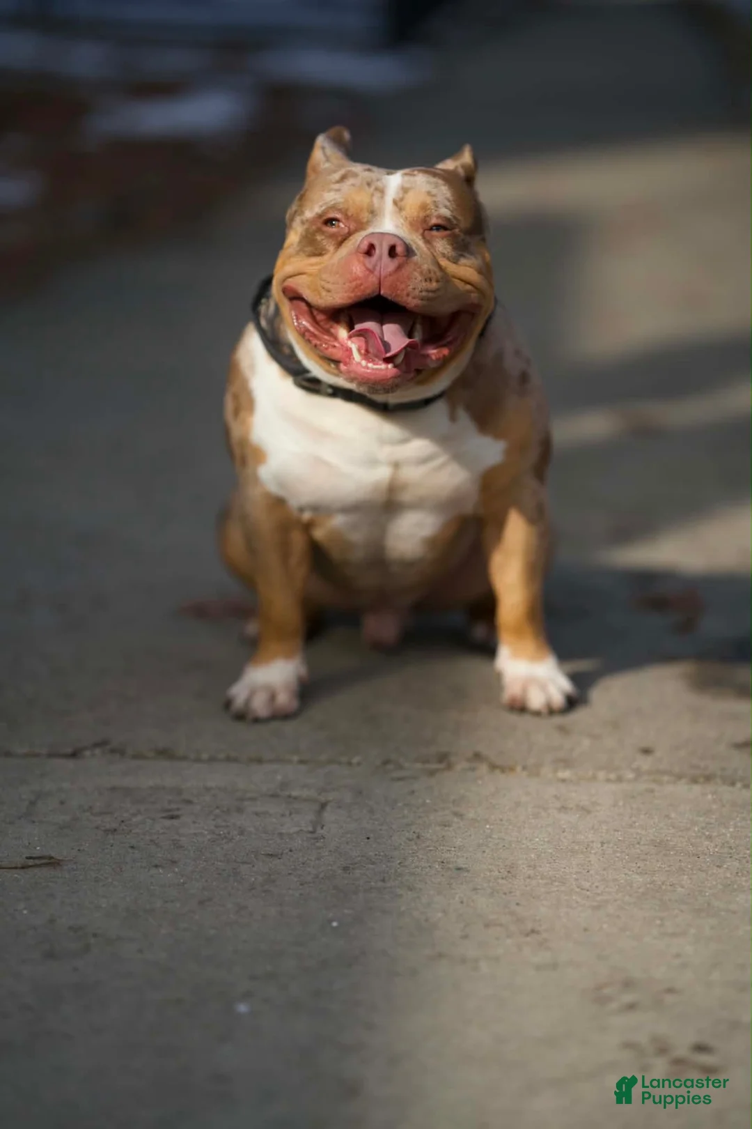 American Bully dogs for sale: Ke - Ad 4