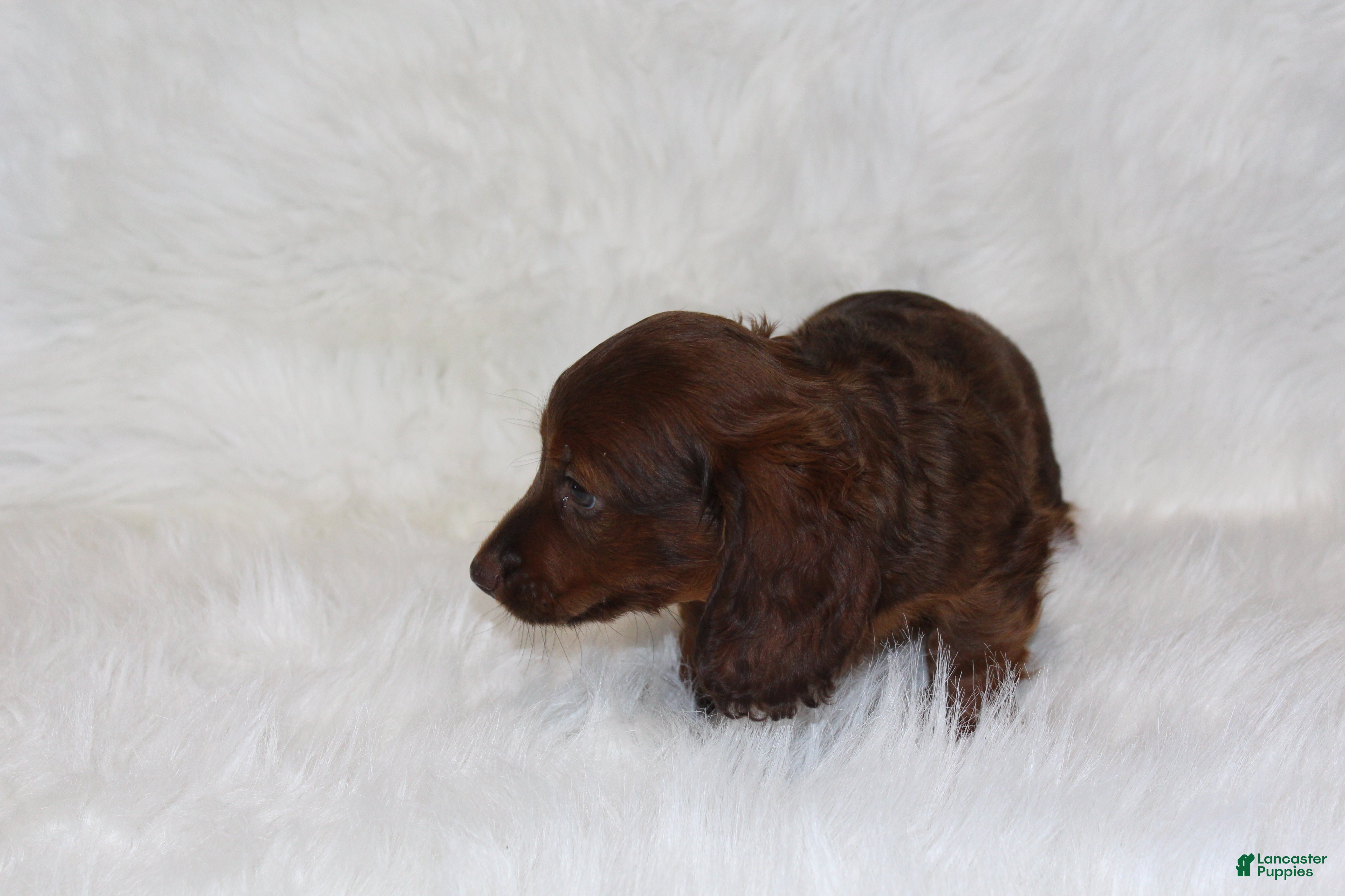 Miniature Dachshund dogs Theo - Ad 2