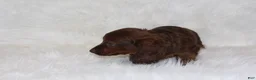 Miniature Dachshund dogs for sale: Theo - Ad 2