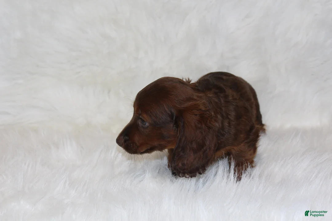 Miniature Dachshund dogs for sale: Theo - Ad 2