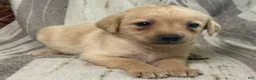 Labrador Retriever dogs for sale: Ben - Ad 7