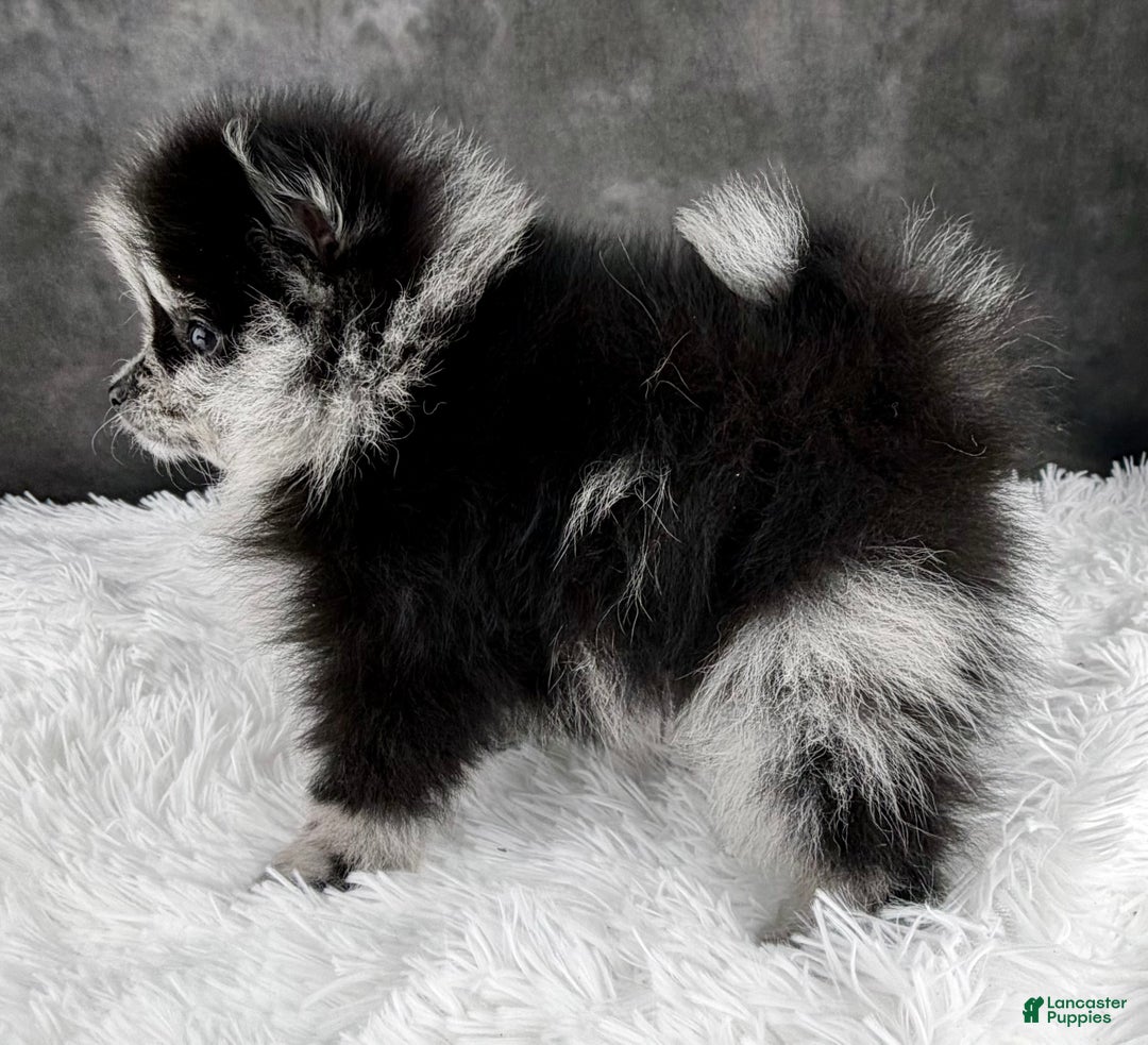 Pomeranian dogs for sale: Noel AKC - Ad 3