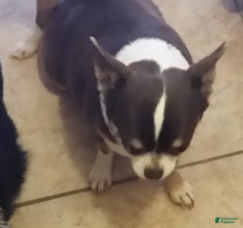 Chihuahua dogs for sale: Charlie Brown  - Ad 4
