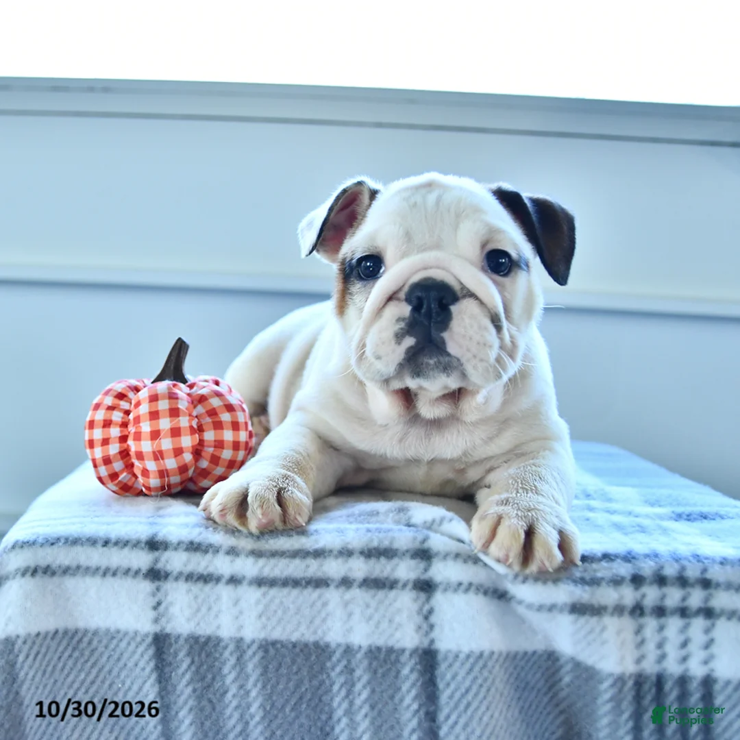 English Bulldog dogs for sale: Bradi - Ad 1