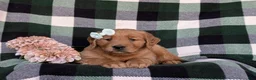 Golden Retriever dogs for sale: Macayla - Ad 5