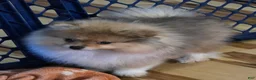 Pomeranian dogs for sale: Bo Pomeranian  - Ad 5