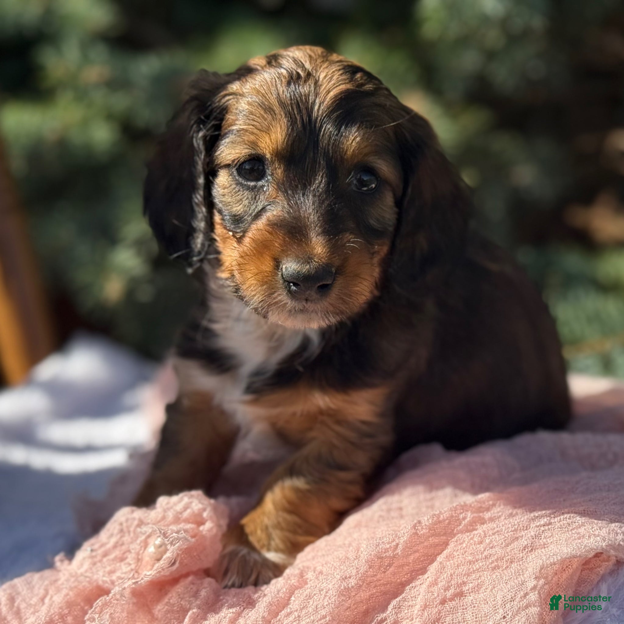 Miniature Dachshund dogs Haven  - Ad 2
