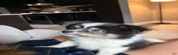Pomeranian dogs for sale: Puppy 1 - Ad 1