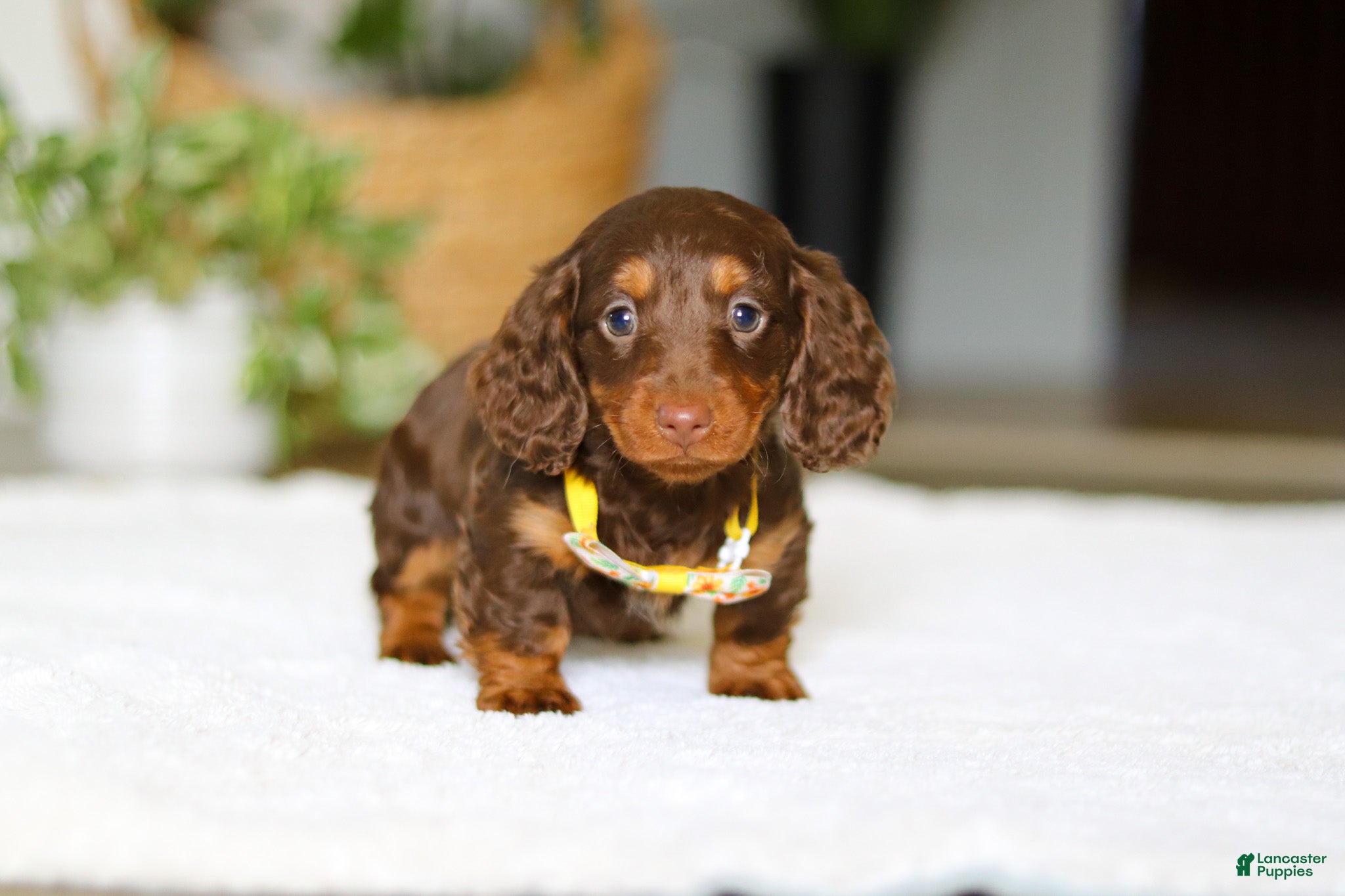 Miniature Dachshund dogs Cooper - Ad 2