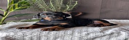 Doberman Pinscher dogs for sale: Tango - Ad 1