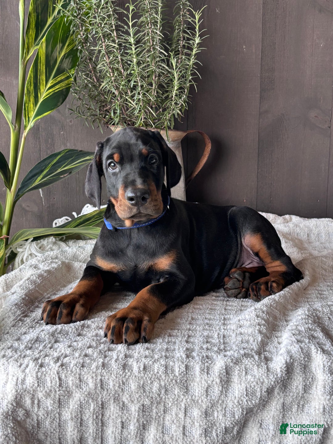 Doberman Pinscher dogs for sale: Tango - Ad 1