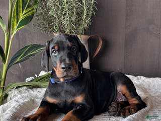 Doberman Pinscher dogs Tango - Ad 6