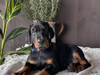 Doberman Pinscher dogs Tango - Ad 42