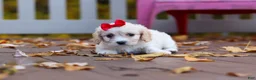 Cavachon dogs for sale: Sadie - Ad 2