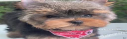 Yorkshire Terrier dogs for sale: Cody - Ad 4