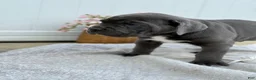 Cane Corso dogs for sale: Baron - Ad 5