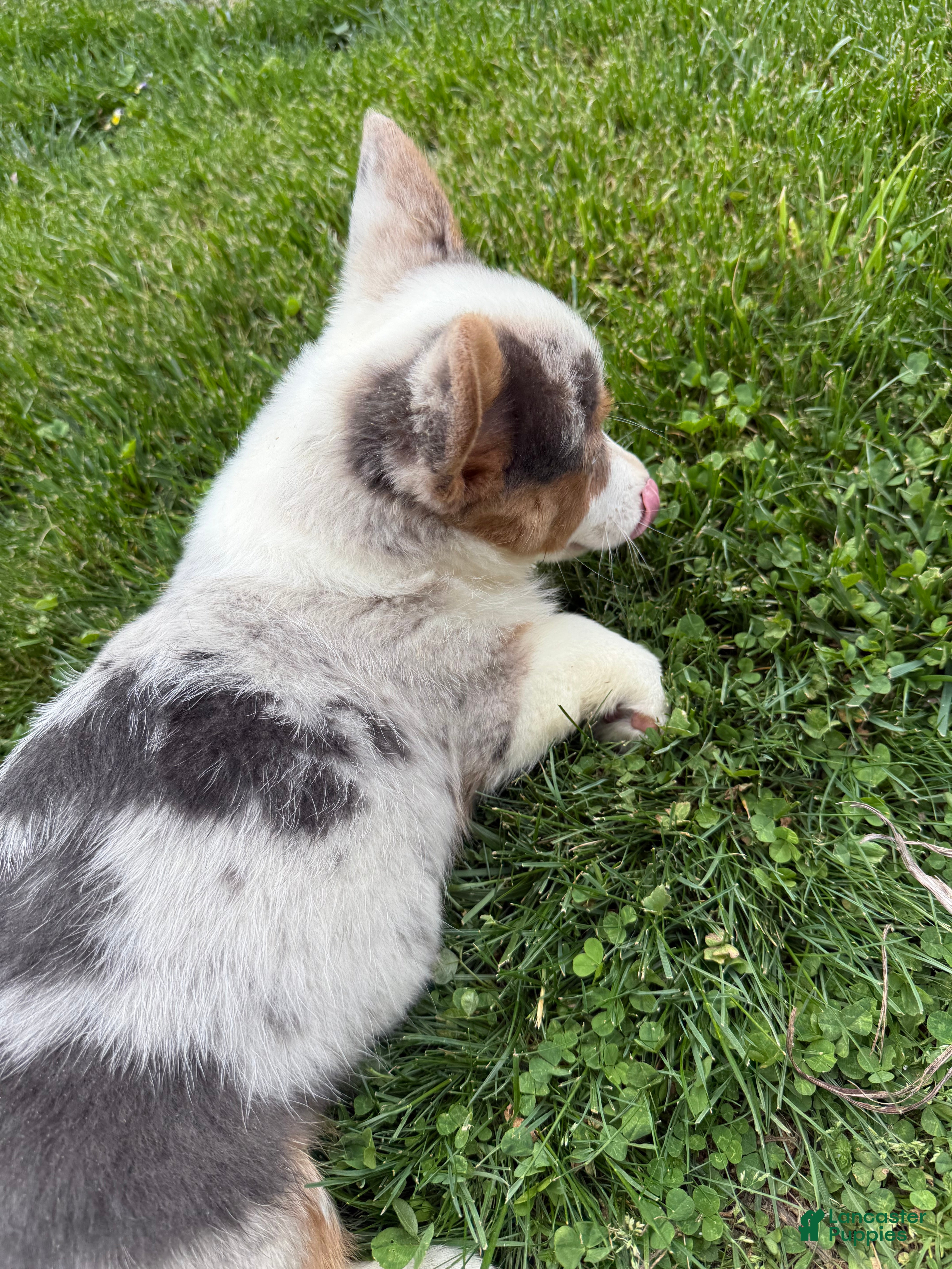 American Corgi dogs American Corgi Puppy 6 - Ad 8