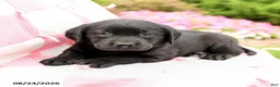 Labrador Retriever dogs for sale: Garrett - Ad 3