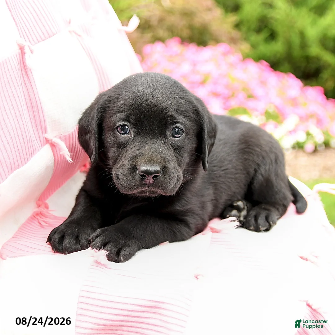 Labrador Retriever dogs for sale: Garrett - Ad 3