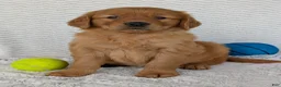 Golden Retriever dogs for sale: Rocco - Ad 16