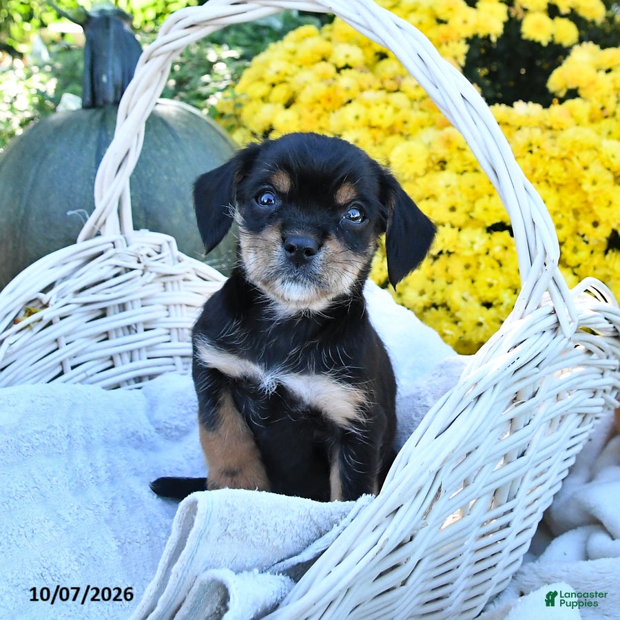 Mixed Breed dogs Chip - Ad 1