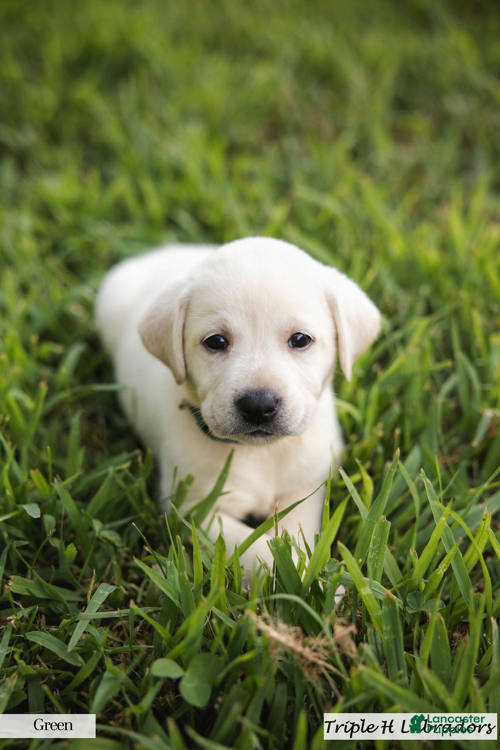 Labrador Retriever dogs Green Collar - Ad 2