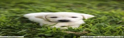 Labrador Retriever dogs for sale: Green Collar - Ad 2