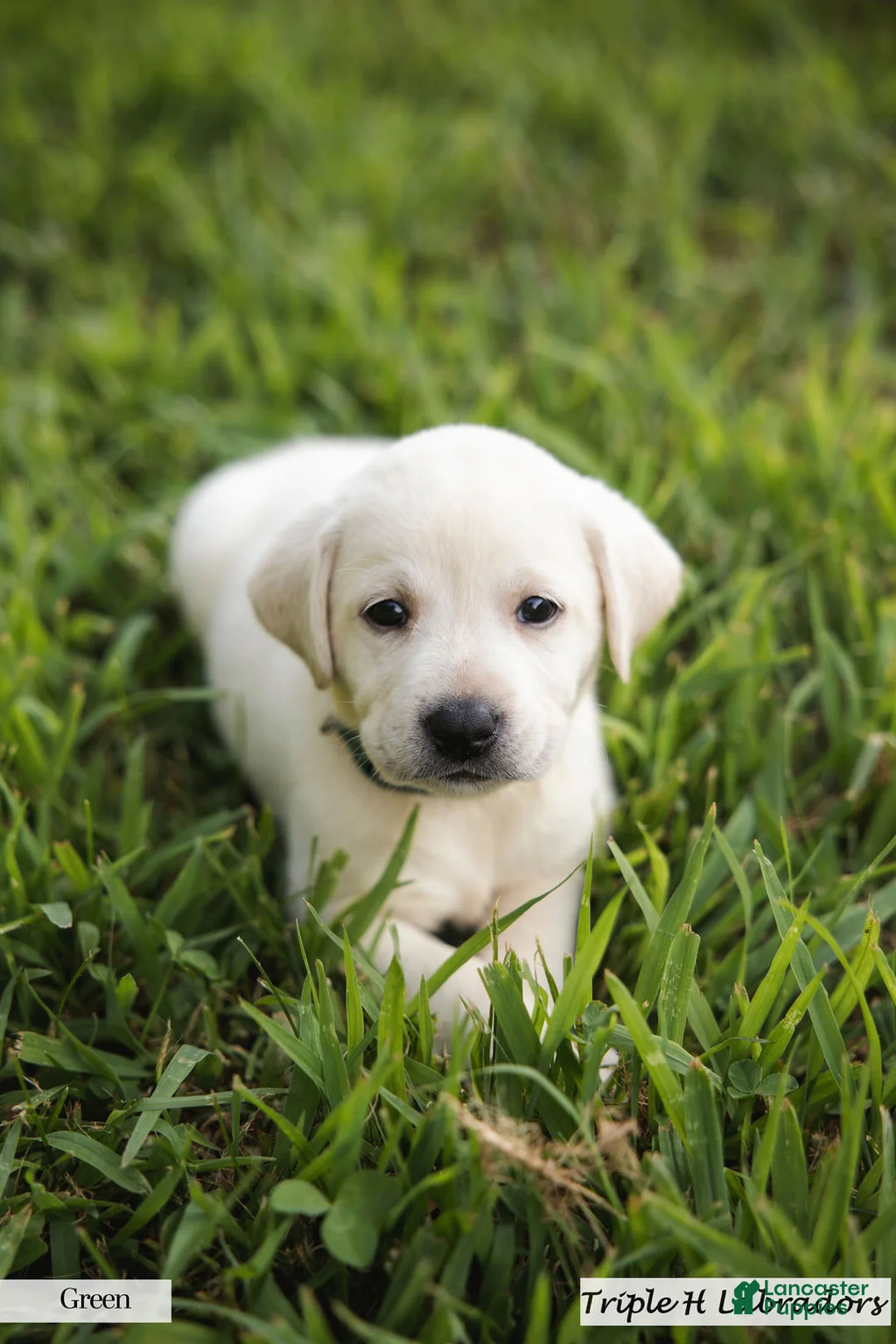 Labrador Retriever dogs for sale: Green Collar - Ad 2